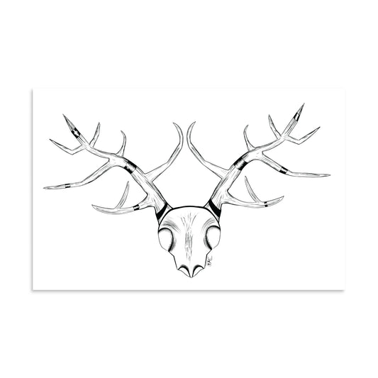 Banded Deer Skull - Poster